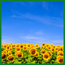 Sunflower Oil